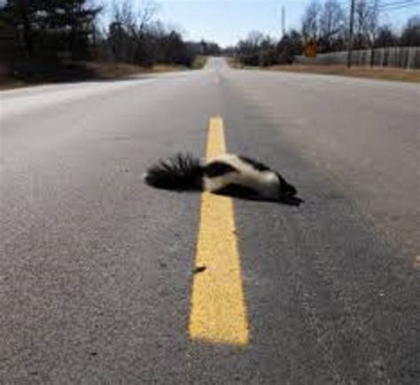 Dead Skunk In The Middle Of The Road